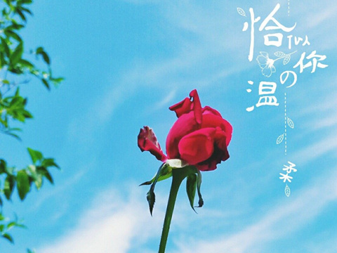 闲看庭前花开花落